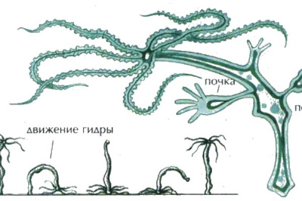 Kraken 24 top