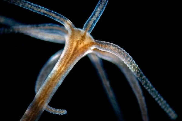 Kraken даркнет gigageek ru